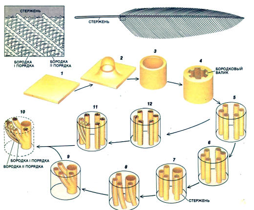 Перья у эмбриона птиц развиваются из так называемых плакод. Мезенхимные клетки мезодермального происхождения мигрируют под пласт эпидермиса (1) и образуют сгущения, из которых посылается сигнал, индуцирующий в эпидермисе образование плакоды. В этом месте пласт выпячивается, образуя почку (2), которая удлиняется, формируя эпидермальную трубку (3). В ней появляются эпителиальные валики, называемые бородковыми валиками (4), которые затем разделяются, так что получается ветвистая структура, характерная для зрелого пера (5-12)
