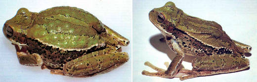 Сумка, наполненная развившимися эмбрионами, придает эквадорской квакше Gastrotheca riobambae непомерно раздутый вид (слева). После того как из отверстия сумки (оно заметно в задней части ее спины) вышло 218 головастиков, лягушка обрела свои обычные размеры (справа). Фотографии Ч. Майерса из Американского музея естествознания