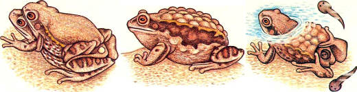 Особое репродуктивное поведение сопряжено с вынашиванием икры. У сумчатых квакш Gastrotheca riobambae при спаривании, пока самка откладывает икру, самец охватывает ее сзади и засовывает пальцы задних конечностей в сумку (слева). По мере появления икринок из клоаки самки самец направляет их в сумку и по пути они оплодотворяются той спермой, которую он предварительно отложил на спину самки. За несколько часов таким образом перемещается 100 и более икринок. Эмбриональное развитие длится более З месяцев; при этом самка настолько раздувается, что с трудом может передвигаться (в середине). Головастики выходят из сумки в воду, причем самка пальцами задних конечностей помогает им выбраться (справа)