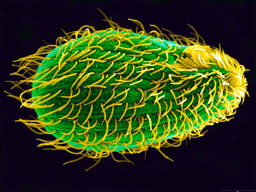 Теtrаhуmеnа thermophila