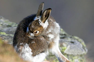 Сколько живет заяц